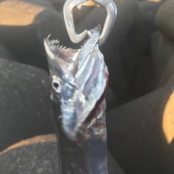 人生初太刀魚でした!