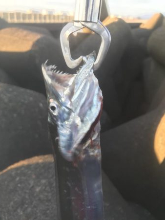 人生初太刀魚でした!