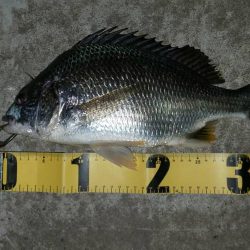 7月最後　～辰巳橋～