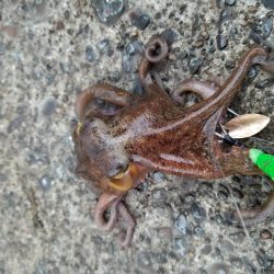 久しぶりのアジング&タコ