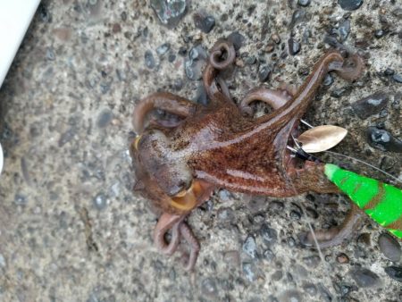 久しぶりのアジング&タコ