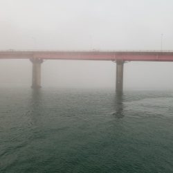 エギング 高知 福島港え