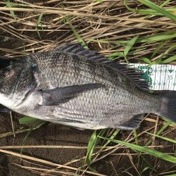 A.P.P ルアーシリーズにてチヌ 連続ヒット!