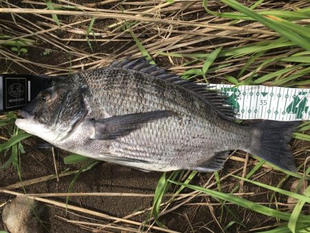 A.P.P ルアーシリーズにてチヌ 連続ヒット!