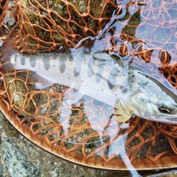 7寸まででした。