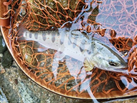 7寸まででした。