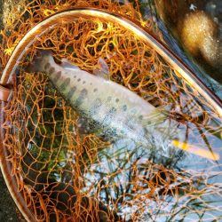 渇水で低活性( ノД`)…