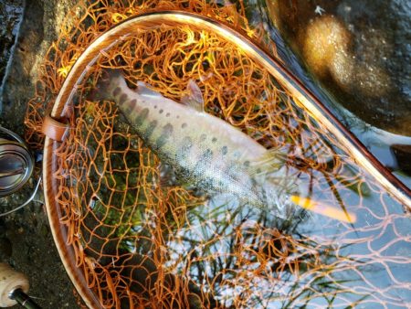 渇水で低活性( ノД`)…