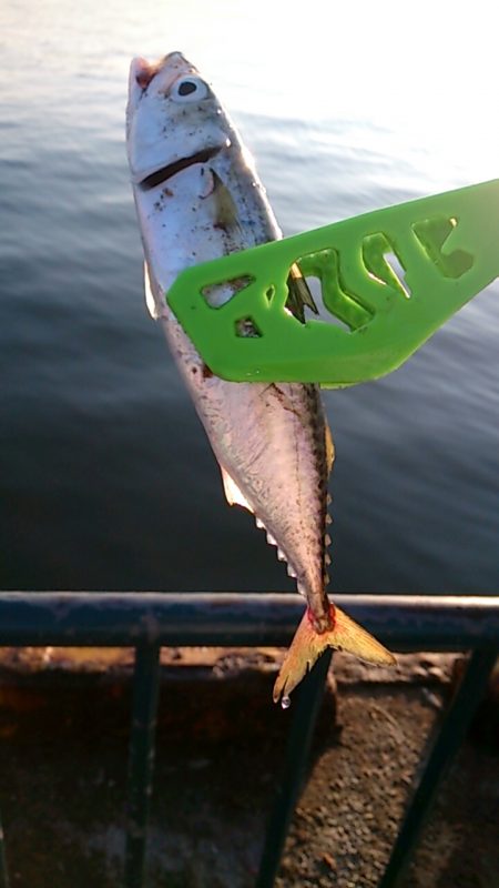 夏休みファミリーフィッシング