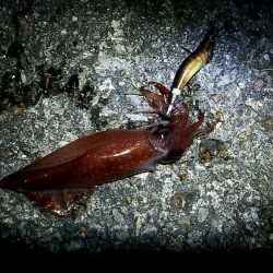 ケンサキイカGet出来ました♪