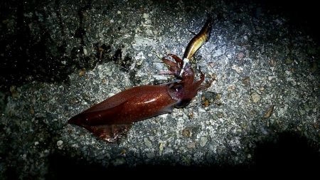 ケンサキイカGet出来ました♪