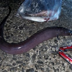 魚種たくさん。