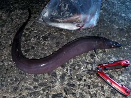 魚種たくさん。