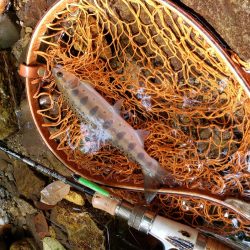 泣き尺( ノД`)…