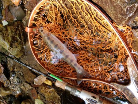 泣き尺( ノД`)…