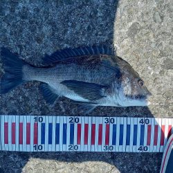 かご釣りチヌ&ショアジギングツバス