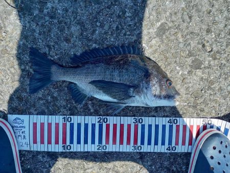 かご釣りチヌ&ショアジギングツバス