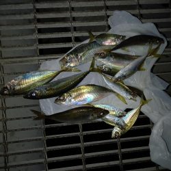 サビキでアジ&ヒラメ!かご釣りでチヌ!