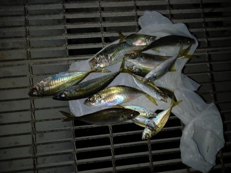 サビキでアジ&ヒラメ!かご釣りでチヌ!