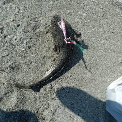 手前でマゴチくん