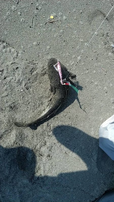 手前でマゴチくん