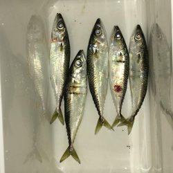 やっちまった(^◇^;)