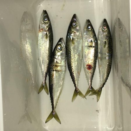 やっちまった(^◇^;)