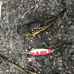 渋いけど魚種多彩?