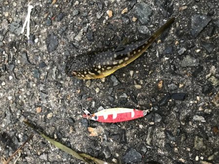 渋いけど魚種多彩?