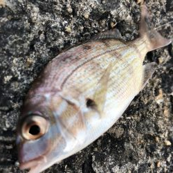 新ダイソーメタルジグ