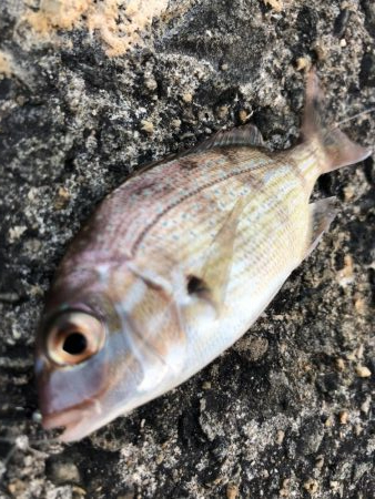 新ダイソーメタルジグ