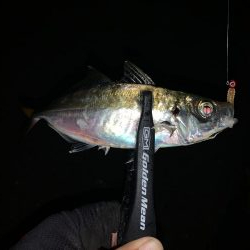 アジング(中アジ)