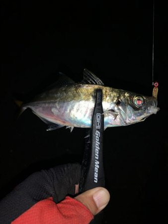 アジング(中アジ)