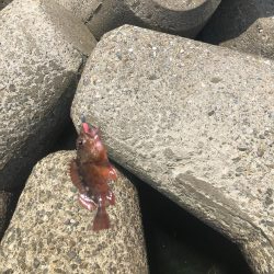 がしらとたけのこ