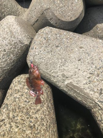 がしらとたけのこ