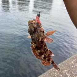 新タックル出陣