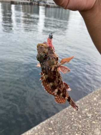 新タックル出陣