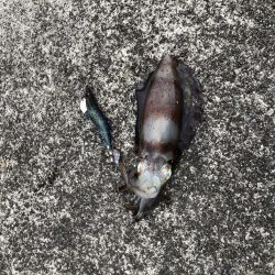 イカ釣り