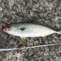 初淡路島で青物！