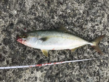 初淡路島で青物！