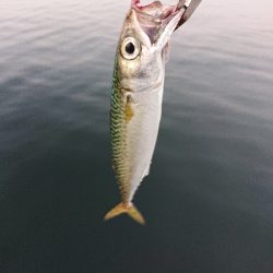初めてのサヨリ釣り