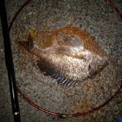 8/10釣果チヌ4枚デカアジ