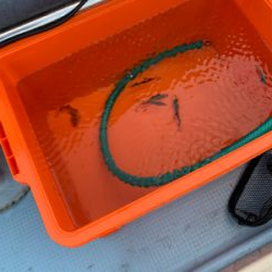 夕方SLJ ＆オキアミエサ釣り