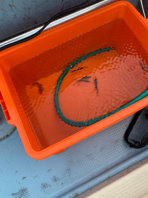 夕方SLJ ＆オキアミエサ釣り