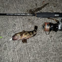 良型ガシラnice!