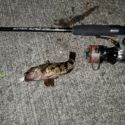 良型ガシラnice!