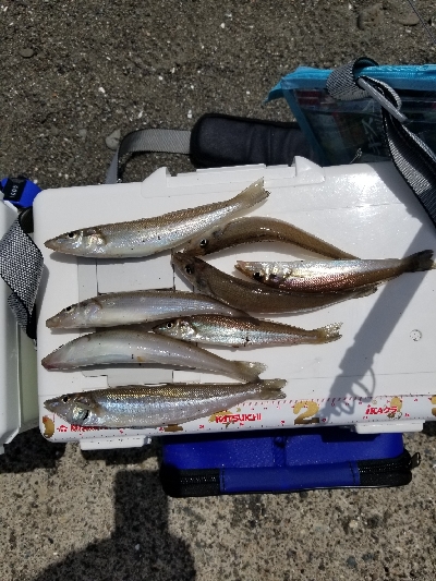 今日は娘と、でも釣果は残念