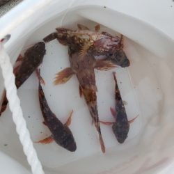 テトラでも目の前でもガシラ祭り