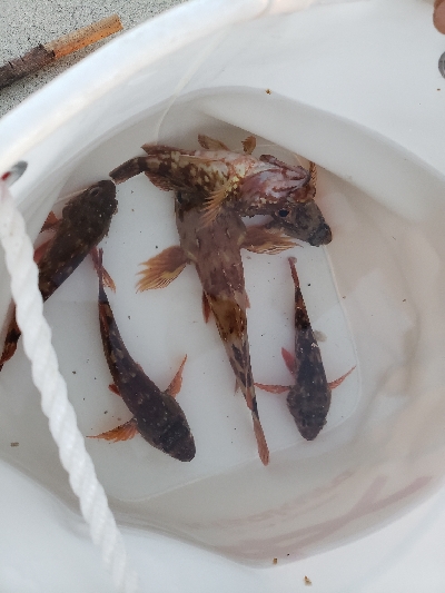 テトラでも目の前でもガシラ祭り