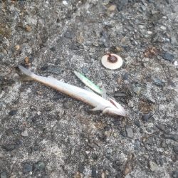 何とかキャッチ出来ました